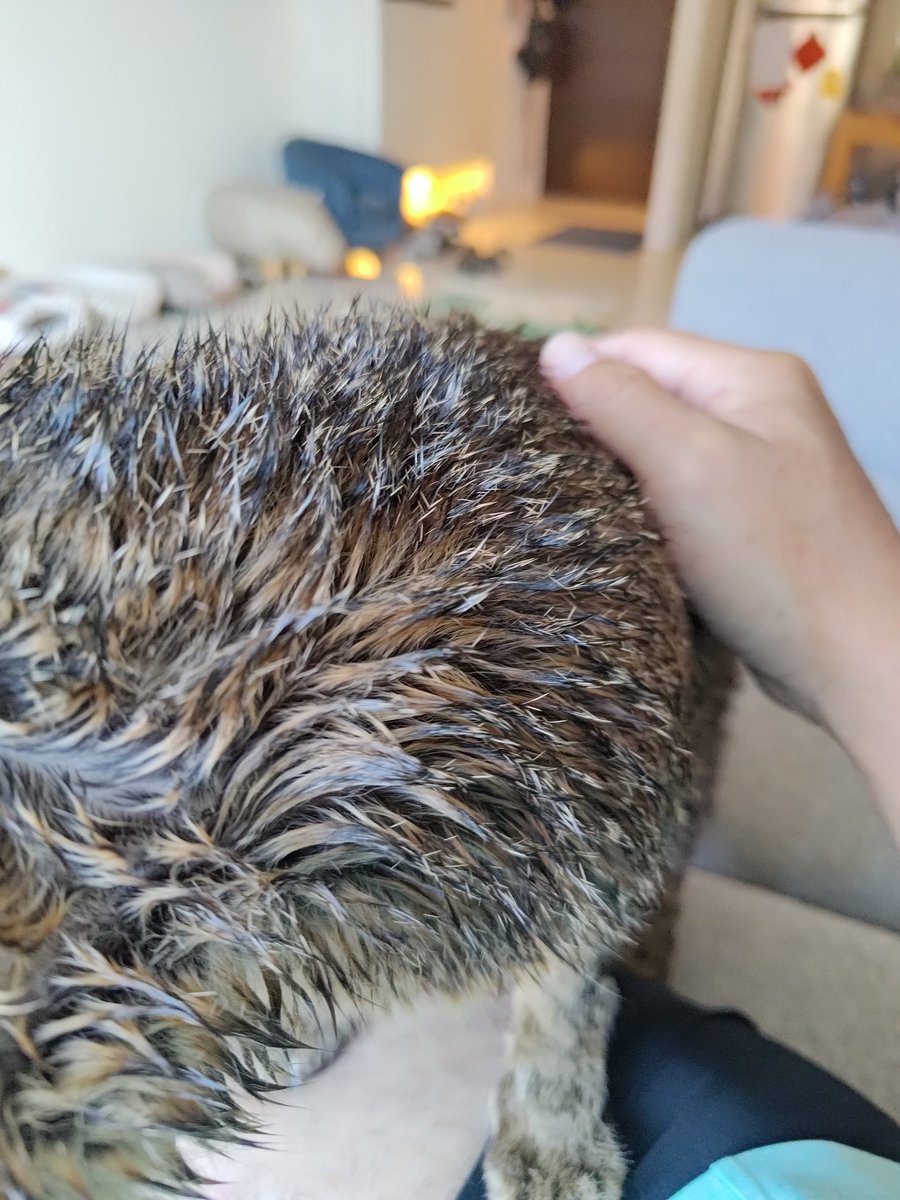 興騎天 tweet media