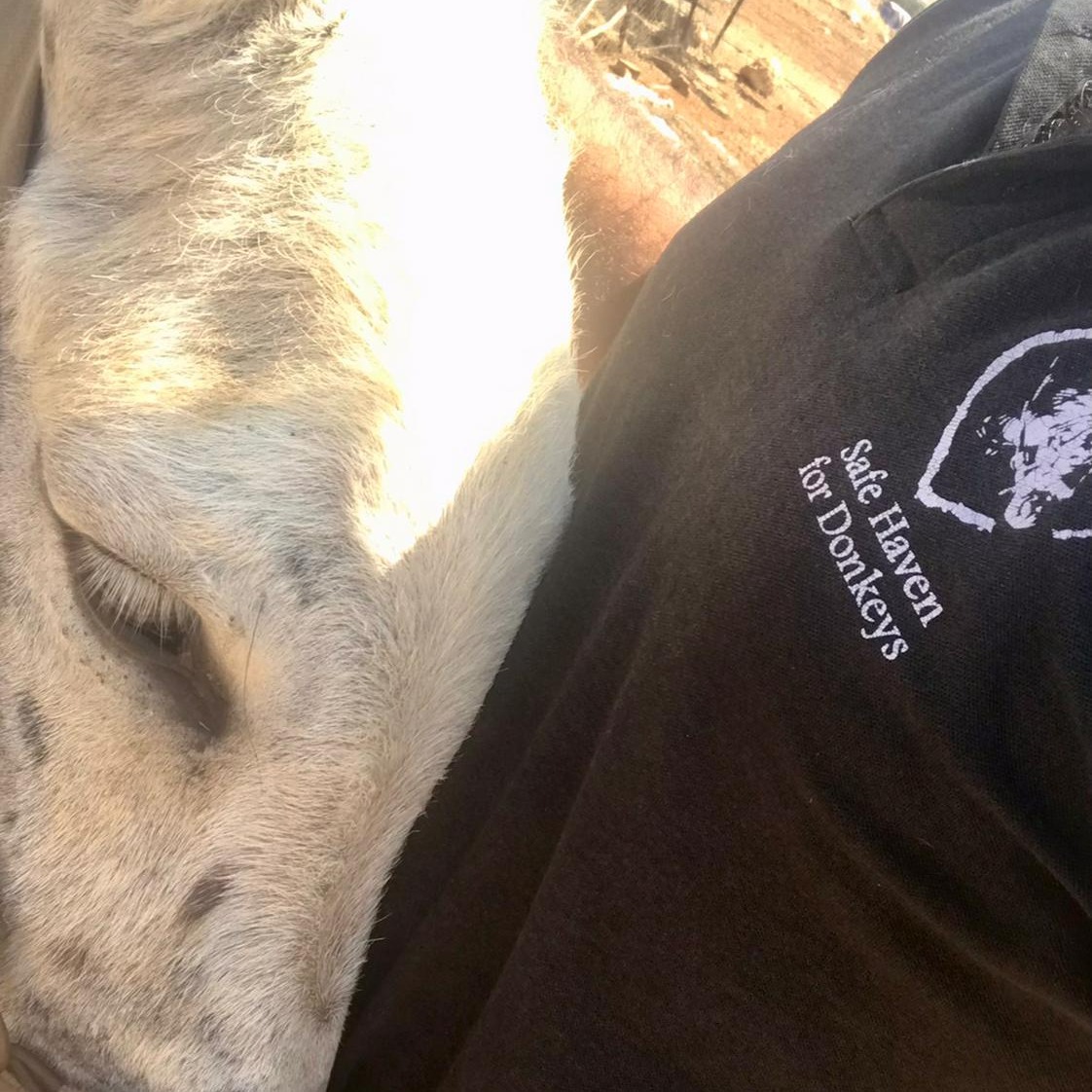 Safe Haven for Donkeys tweet media