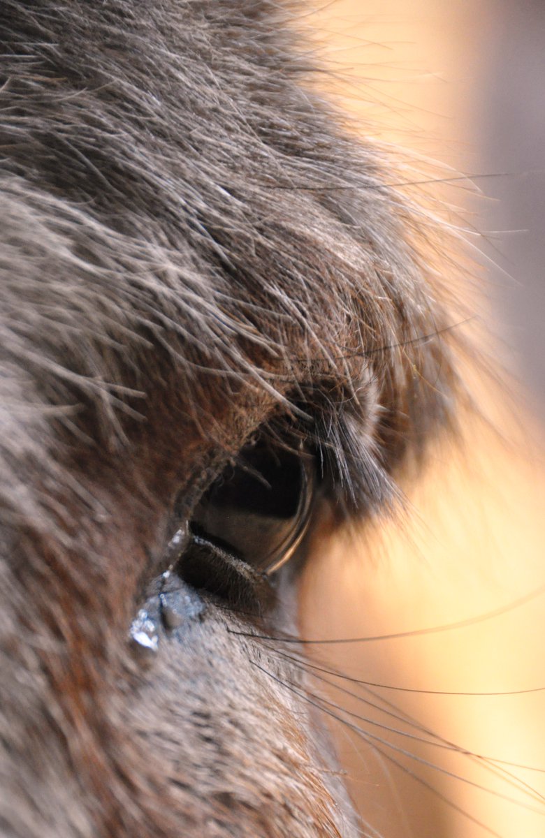 Safe Haven for Donkeys tweet media