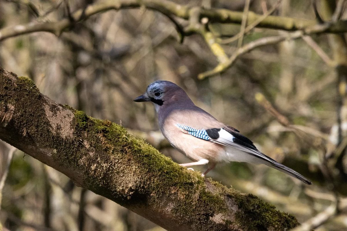ACHUB PENRHOS / SAVE PENRHOS NATURE RESERVE 🍃💚🍃 tweet media
