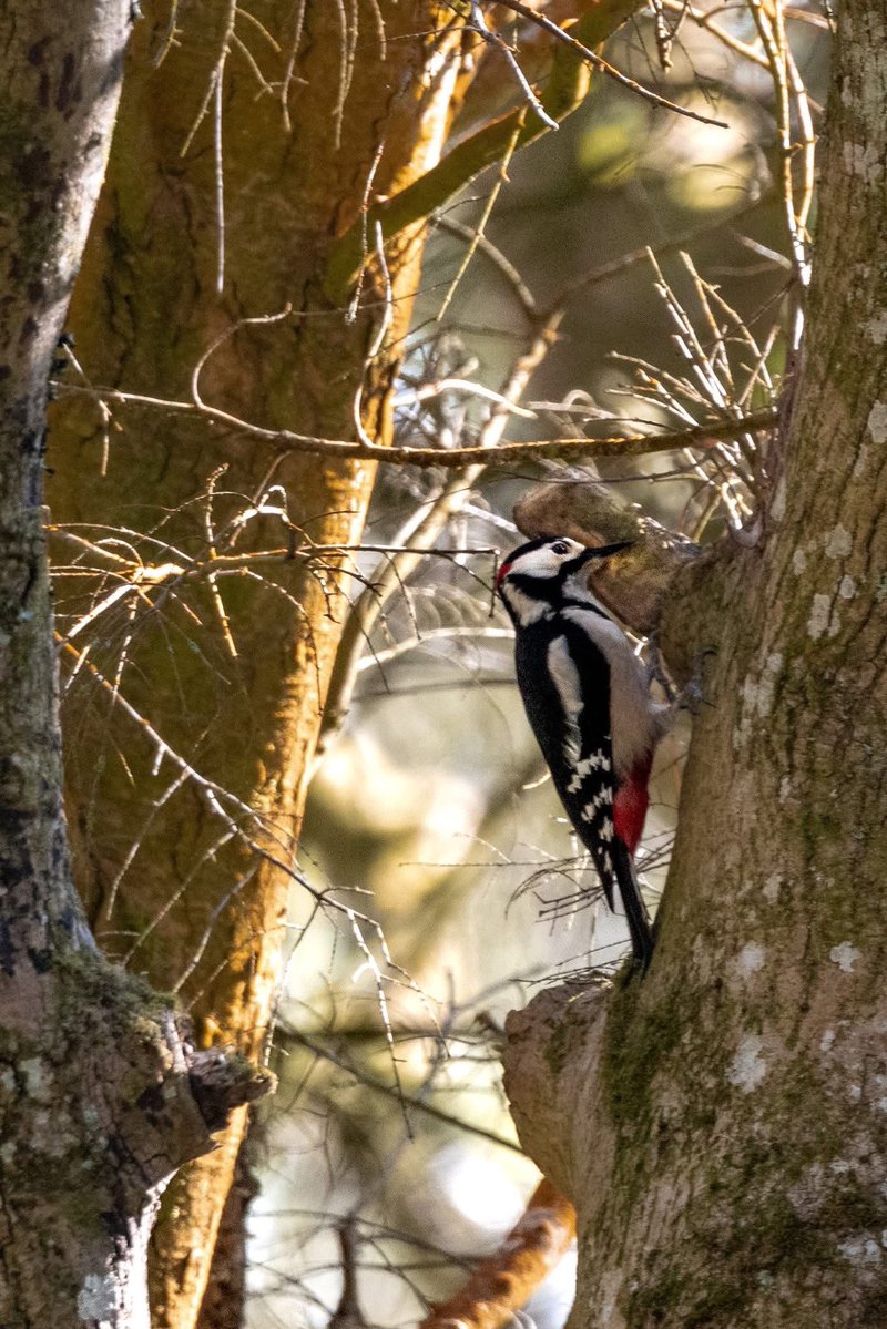 ACHUB PENRHOS / SAVE PENRHOS NATURE RESERVE 🍃💚🍃 tweet media