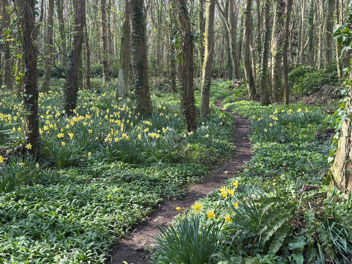 ACHUB PENRHOS / SAVE PENRHOS NATURE RESERVE 🍃💚🍃 tweet media