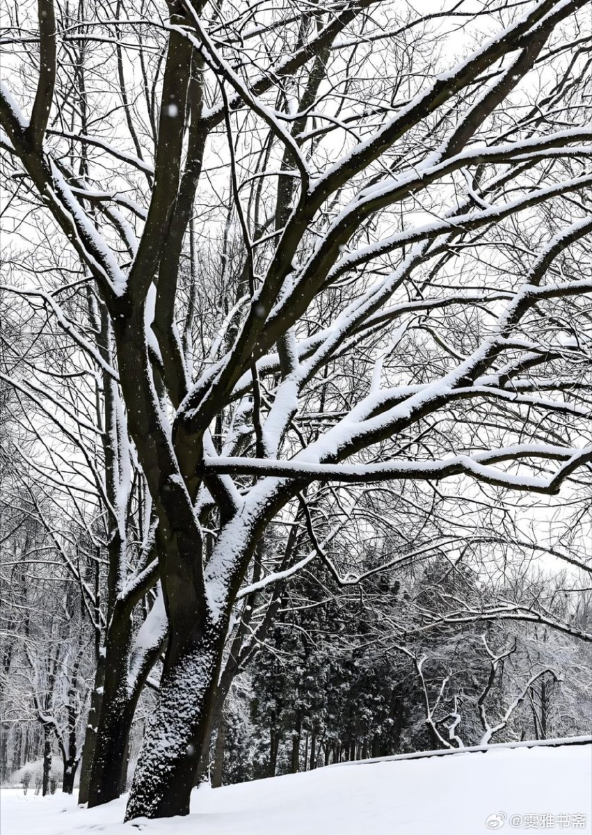 Simham Sreenivas tweet media