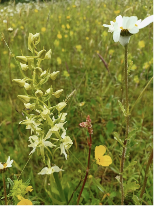 Pollinators tweet media