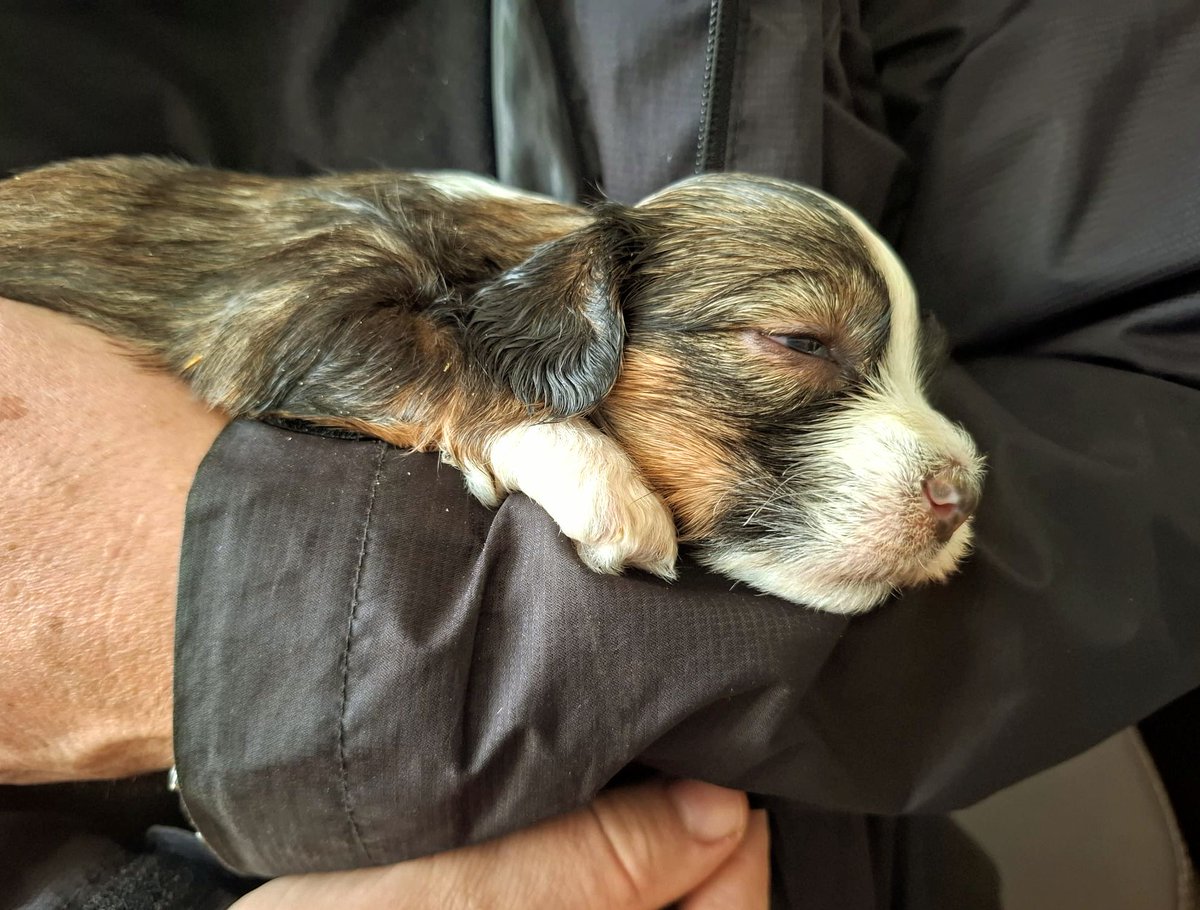 Radek Blažíček tweet media