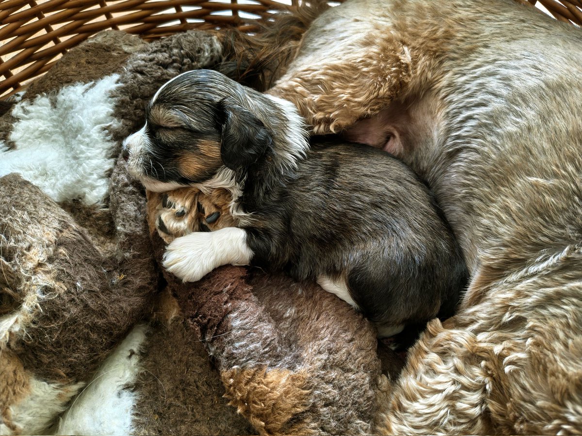 Radek Blažíček tweet media