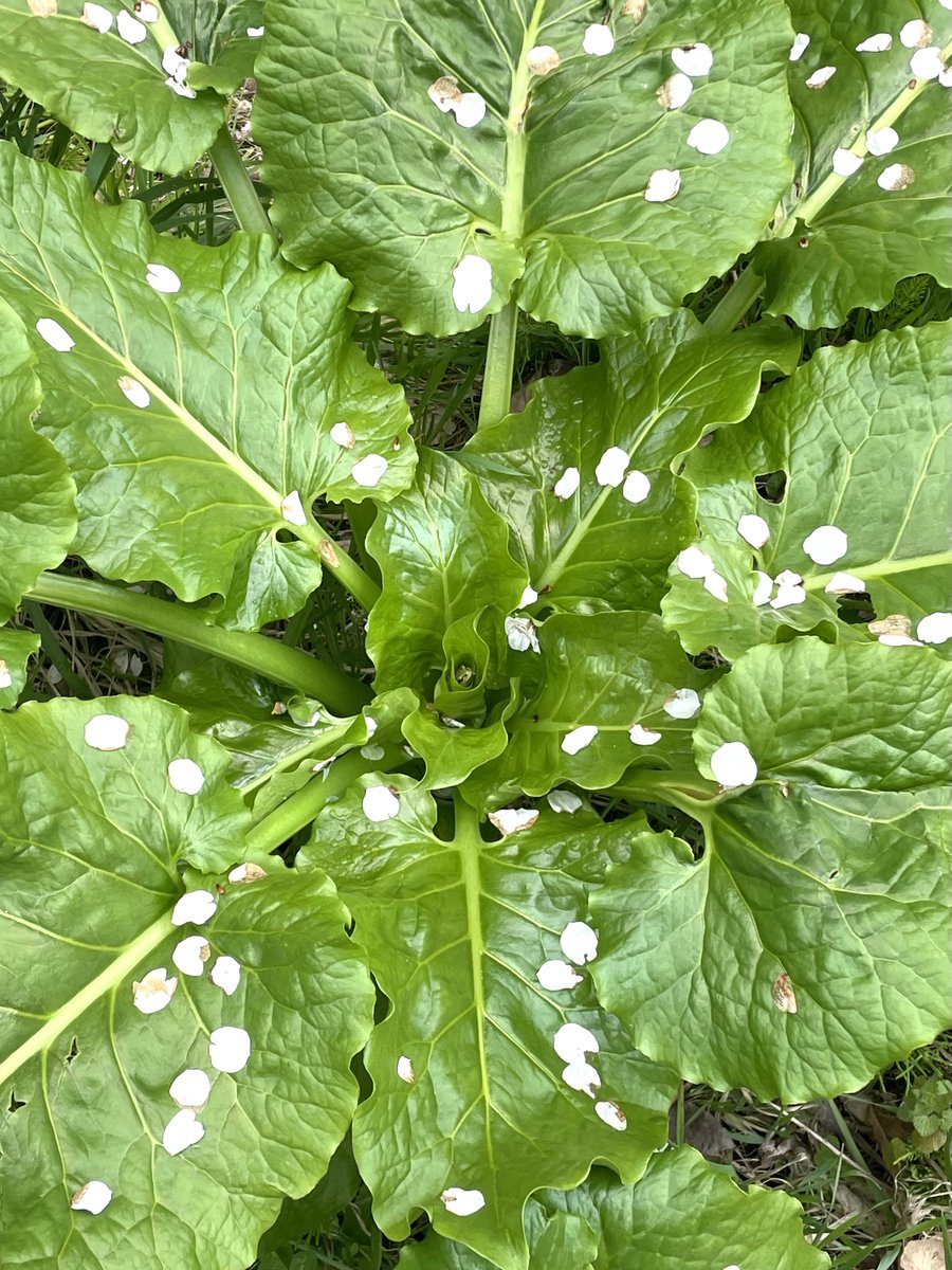 🐍EZOさん🐍 tweet media