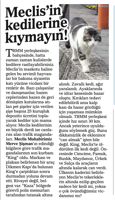 #ÖZELHABER I Meclis'te faili belli cinayet...

Duvarların Dili olsa köşesinden;

"TBMM yerleşkesinin bahçesinde, hatta zaman zaman kulislerde kedilere rastlayabilirsiniz. Meclis’in maskotu haline gelen bu sevimli hayvanlar bir bakıma siyasetin katı yüzüne vicdani bir renktir de.