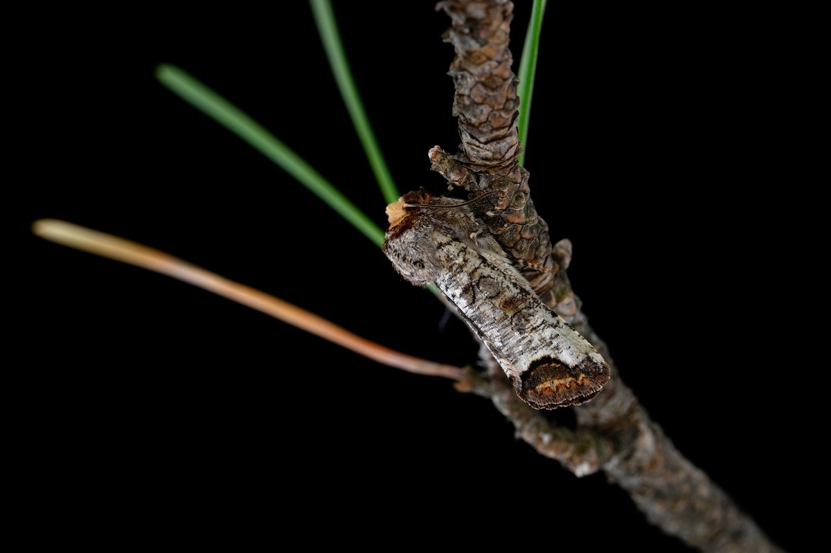 KUDO Seiya tweet media