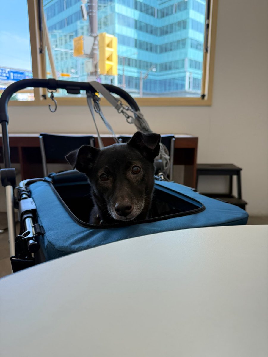 과망구 왕쥬🖤 🙏고정타래 야니 가족찾아요 tweet media