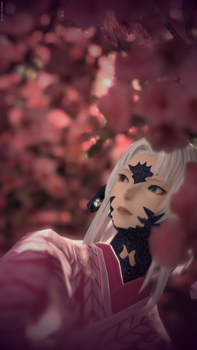 あしゃき✪Bahamut tweet media