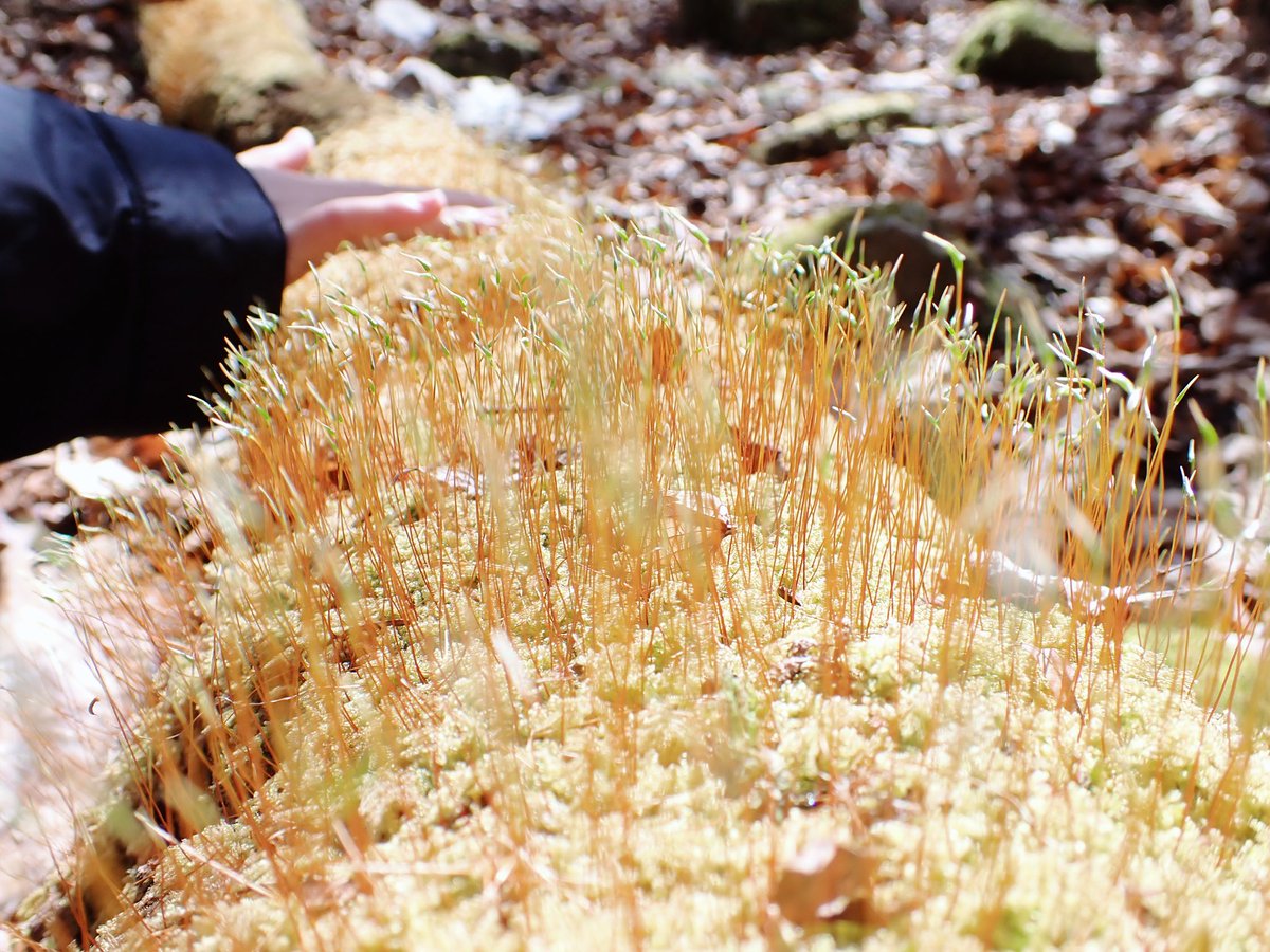 みか_メロウP tweet media