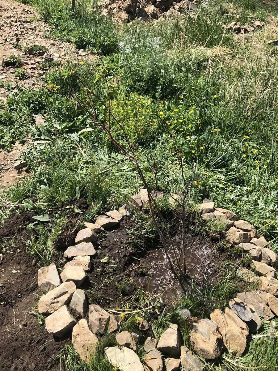 Mrs. Shuulen tweet media