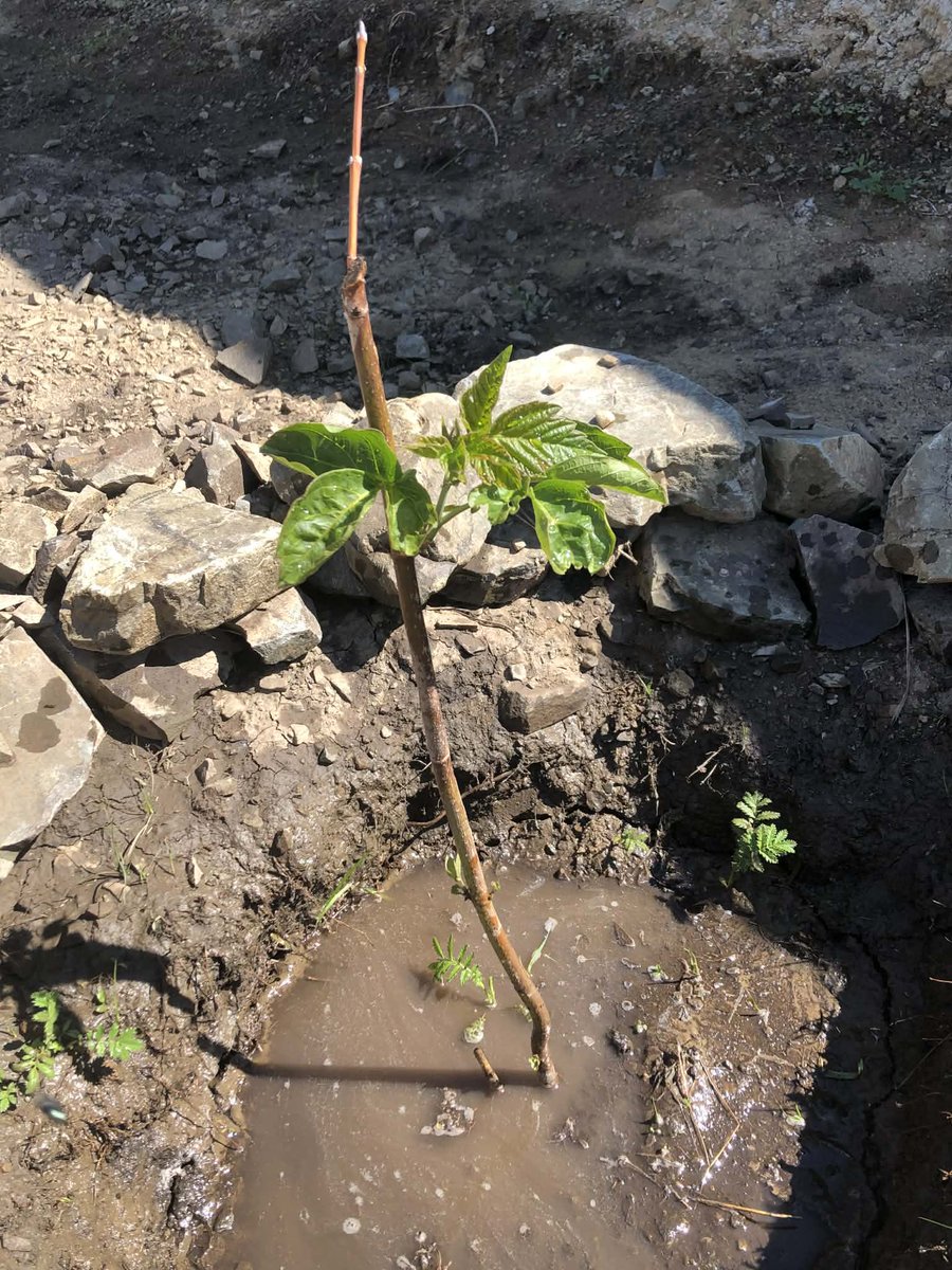 Mrs. Shuulen tweet media