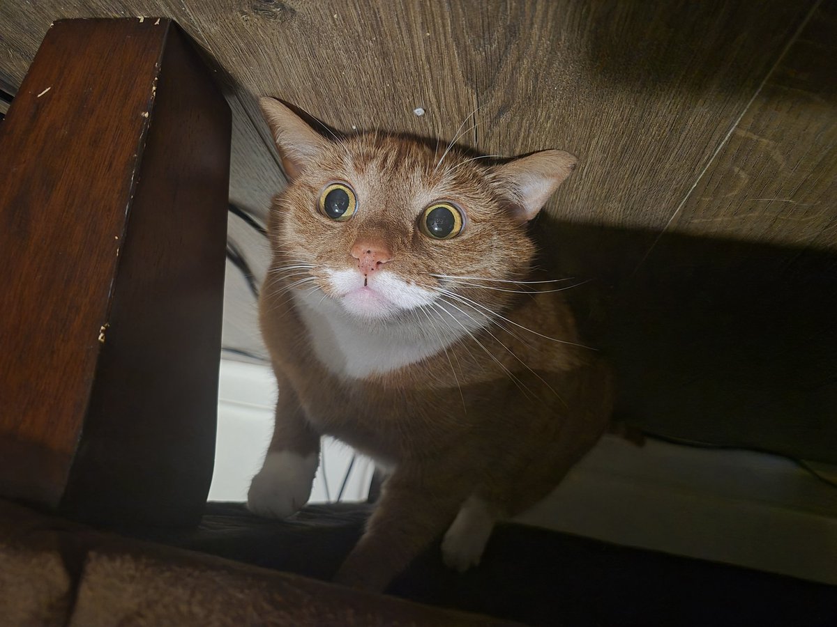 the goated toponym tweet media