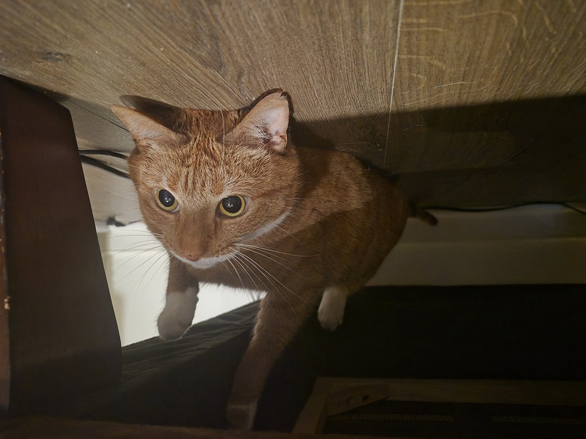 the goated toponym tweet media