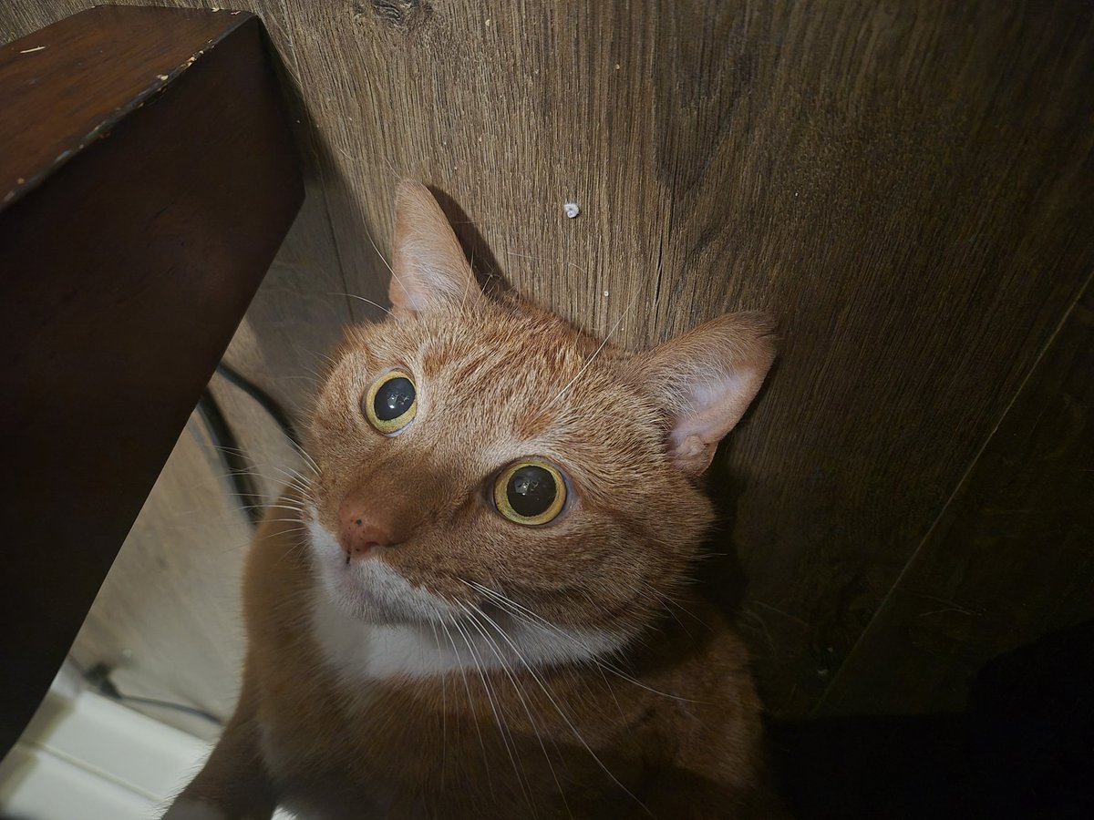 the goated toponym tweet media