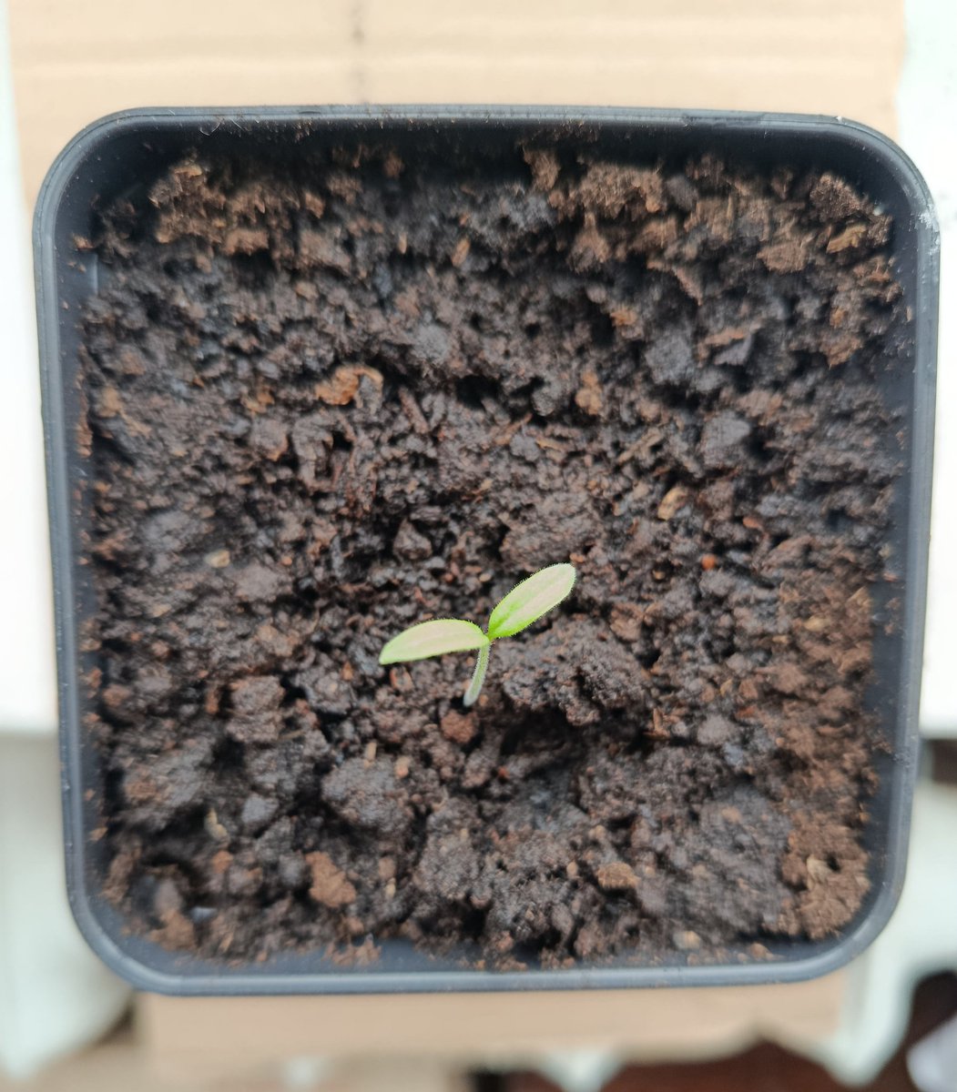 КОБЗАРЬ 🔱 tweet media