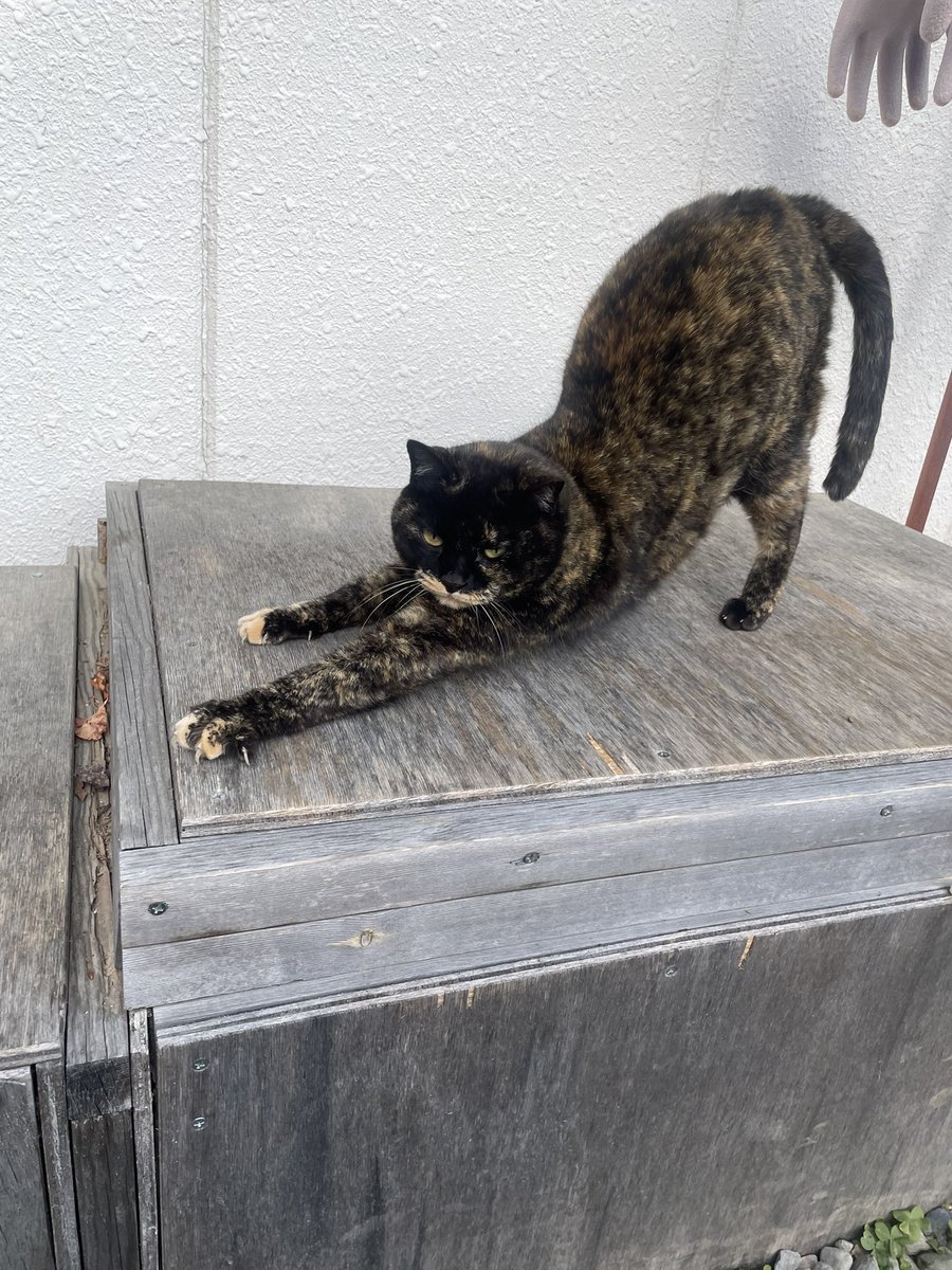 ニャンピョウ　RN　オカメインコ tweet media