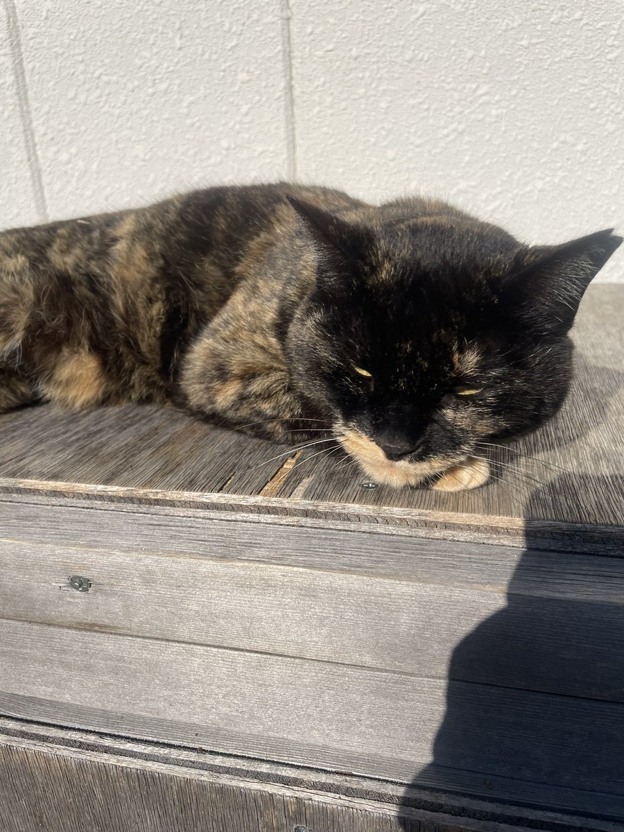 ニャンピョウ　RN　オカメインコ tweet media