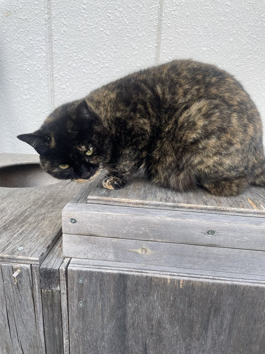 ニャンピョウ　RN　オカメインコ tweet media