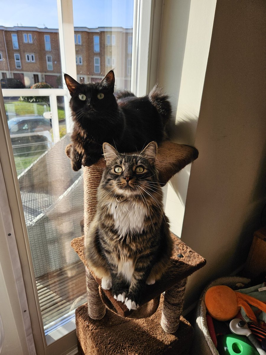 Grumpysaurus ™ © tweet media