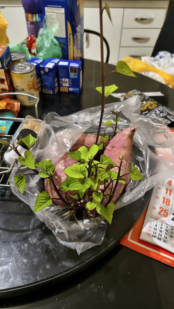 Lobão de Mairiporã tweet media