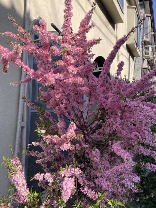 桜は一分咲きくらい ホトケノザとオオイヌノフグリが咲いてた あとなんか桜っぽいの