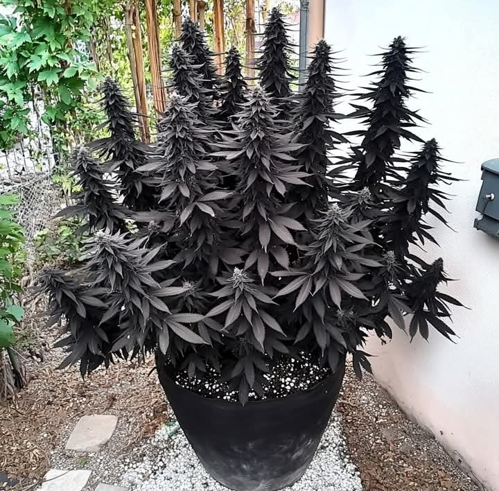 Artek Swaróg🌿💨🇵🇱 tweet media