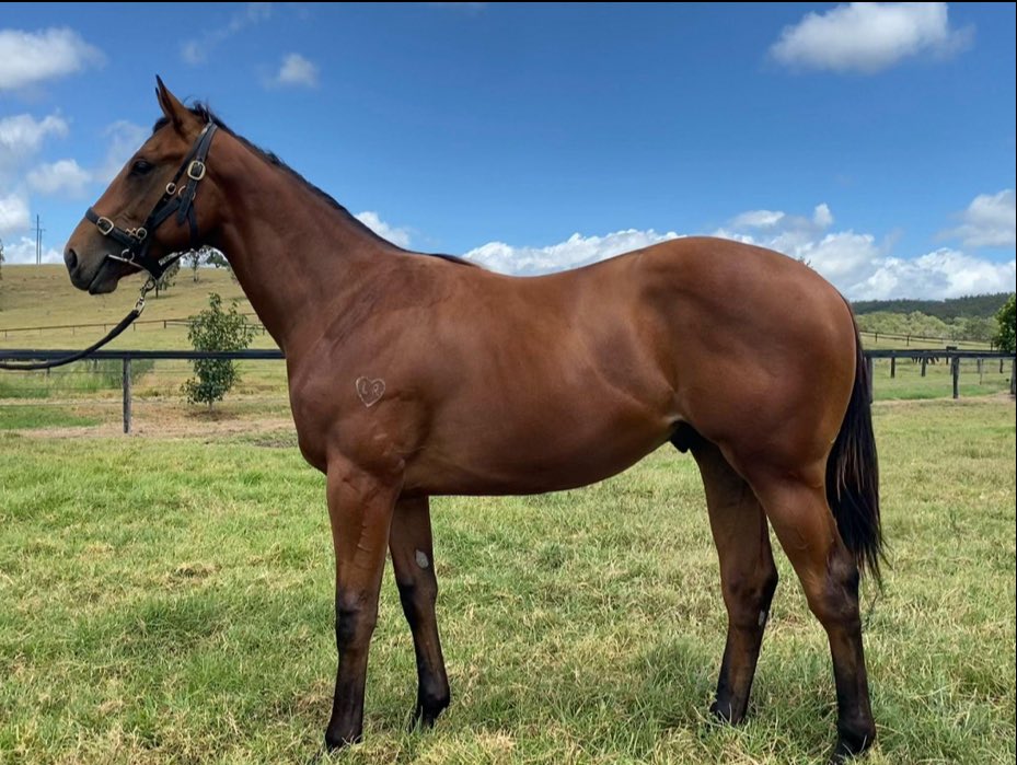 newington_farm's tweet photo. Huge congratulations to @MickPriceRacing &amp; @RolltheDiceRace @rogersbstock with the dominant victory of GUEST HOUSE (Home Affairs) today in the Golden Slipper. We had the pleasure of Breaking in this talented colt @newington_farm in 25’ What a star! ⭐️ https://t.co/G04detKjwm