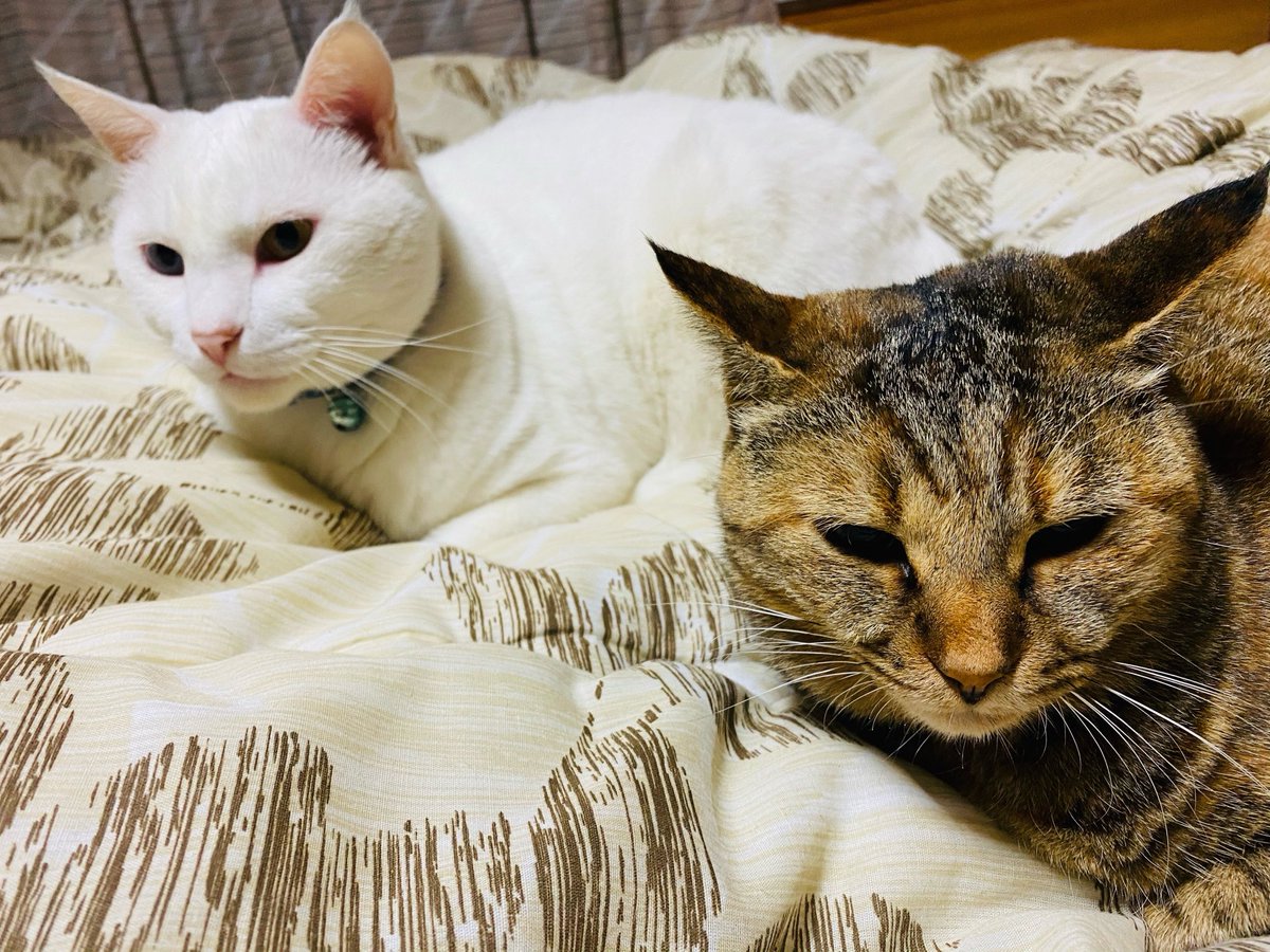 Yuko Sasaki tweet media