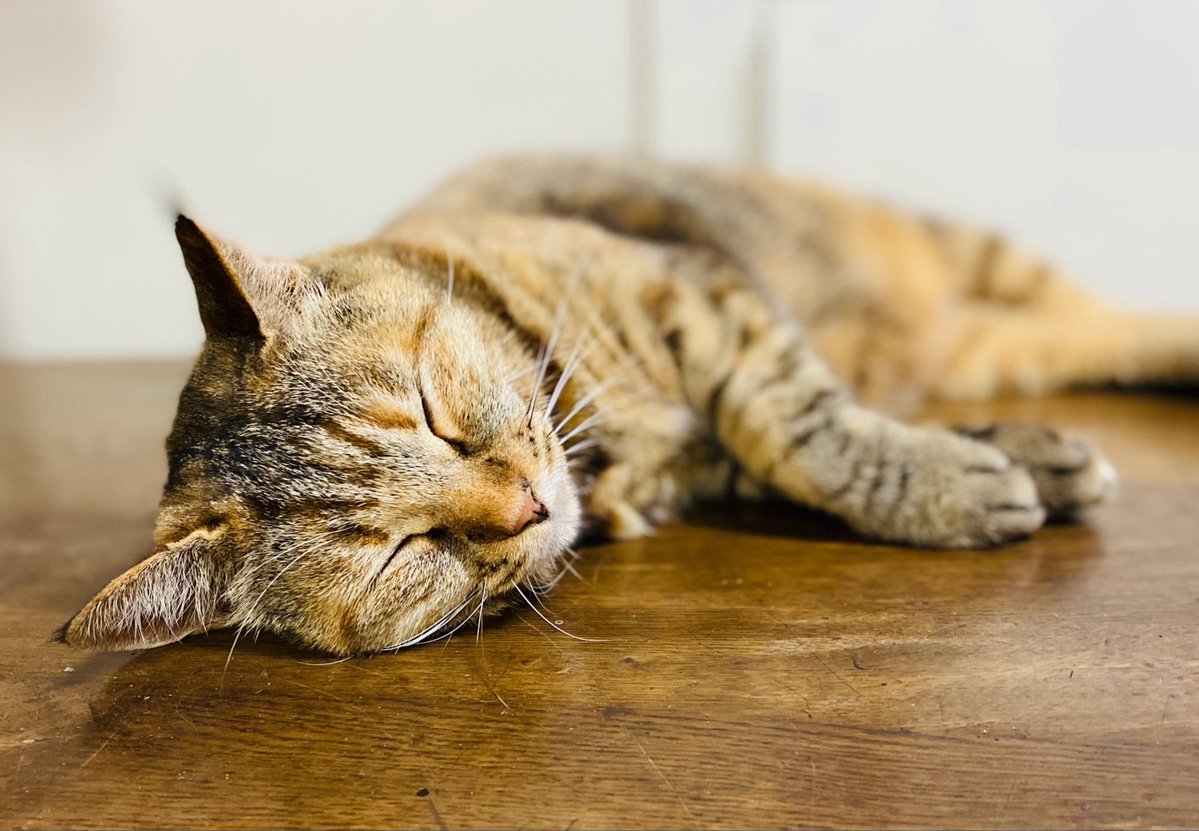 Yuko Sasaki tweet media