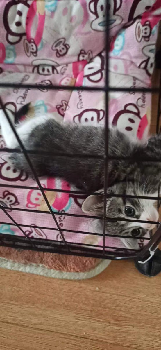 DragonSnow tweet media