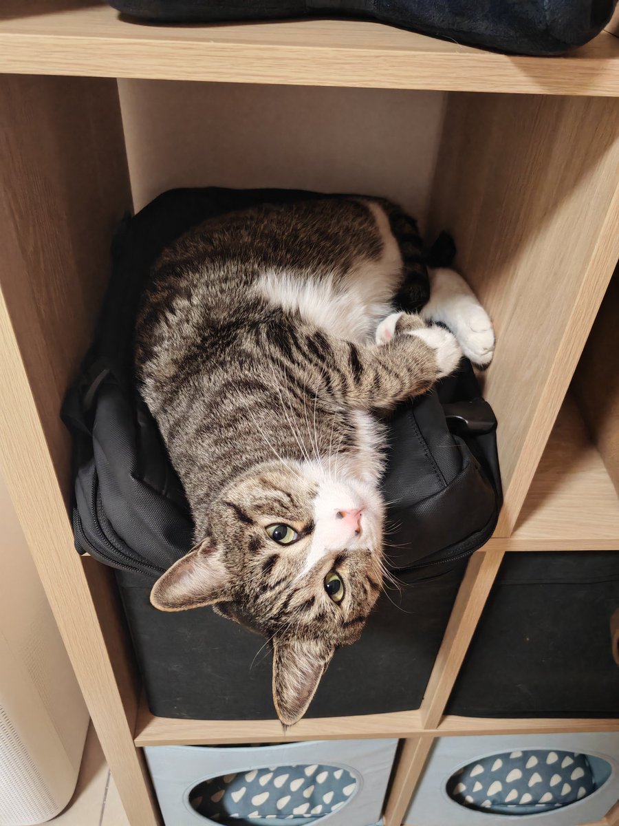 DragonSnow tweet media