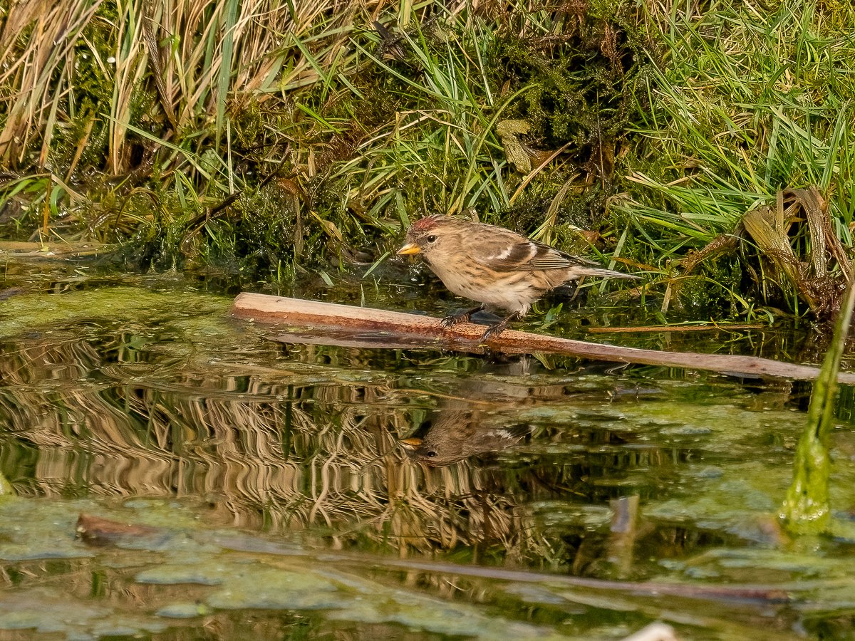 Paul Murphy Out and About tweet media