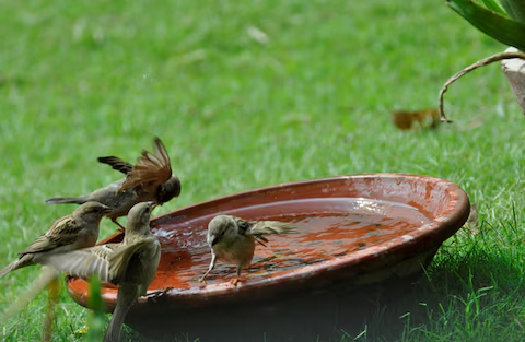 prernabindra's tweet image. Provide the #birds with a watering hole, a bath, and some food to go as well. In my home (sorely missed!)their #sanctuary in #Gurgaon. You could do  #sauna: fine, soft dust &amp;amp; watch them flock. (we also had provided for their lodging). What we got in return was so much more💚 &amp;amp;