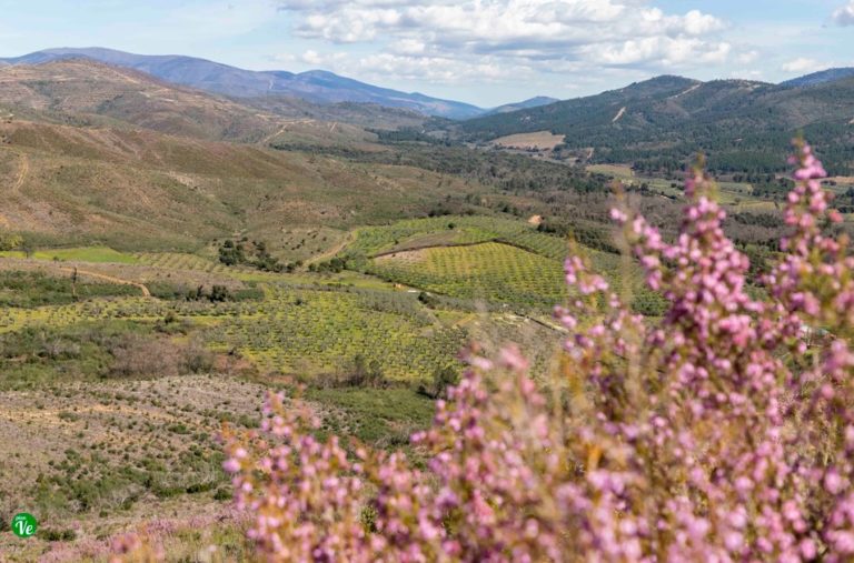 planVE guía de ocio tweet media