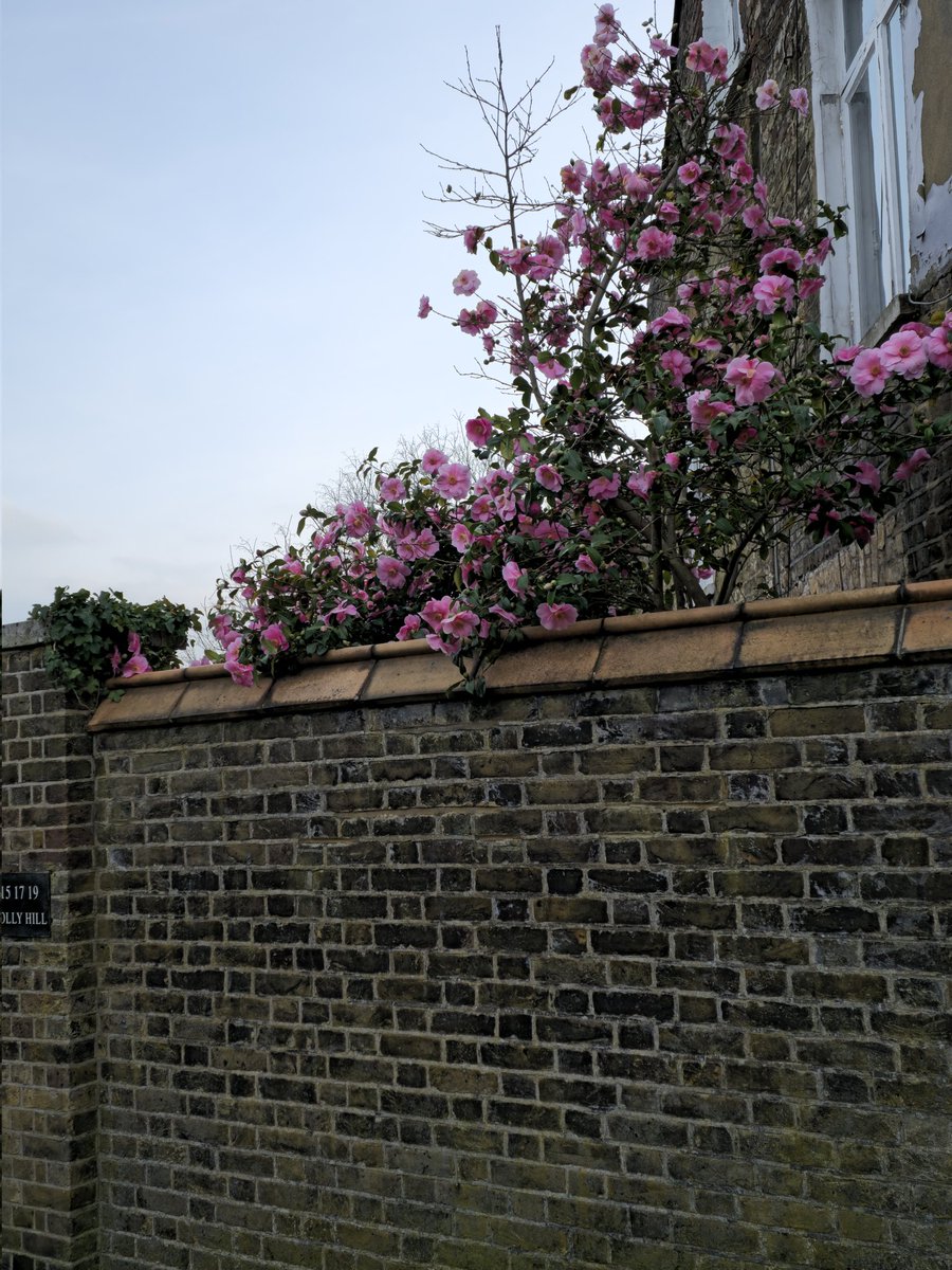 Daniela Billi💚💙 tweet media