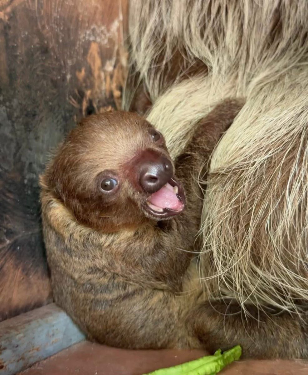 Khamoo.andthegang tweet media