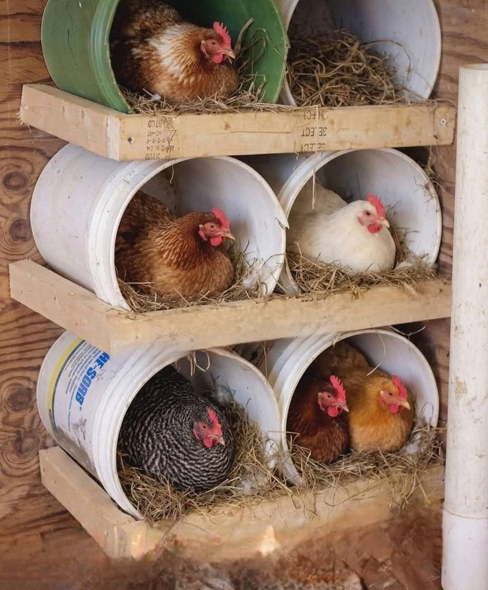 DIY chicken laying nest made in buckets