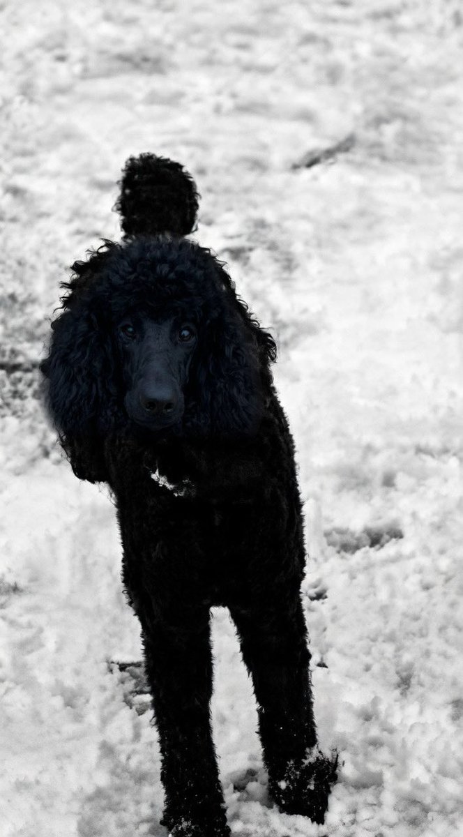 Zen✨WECK tweet media