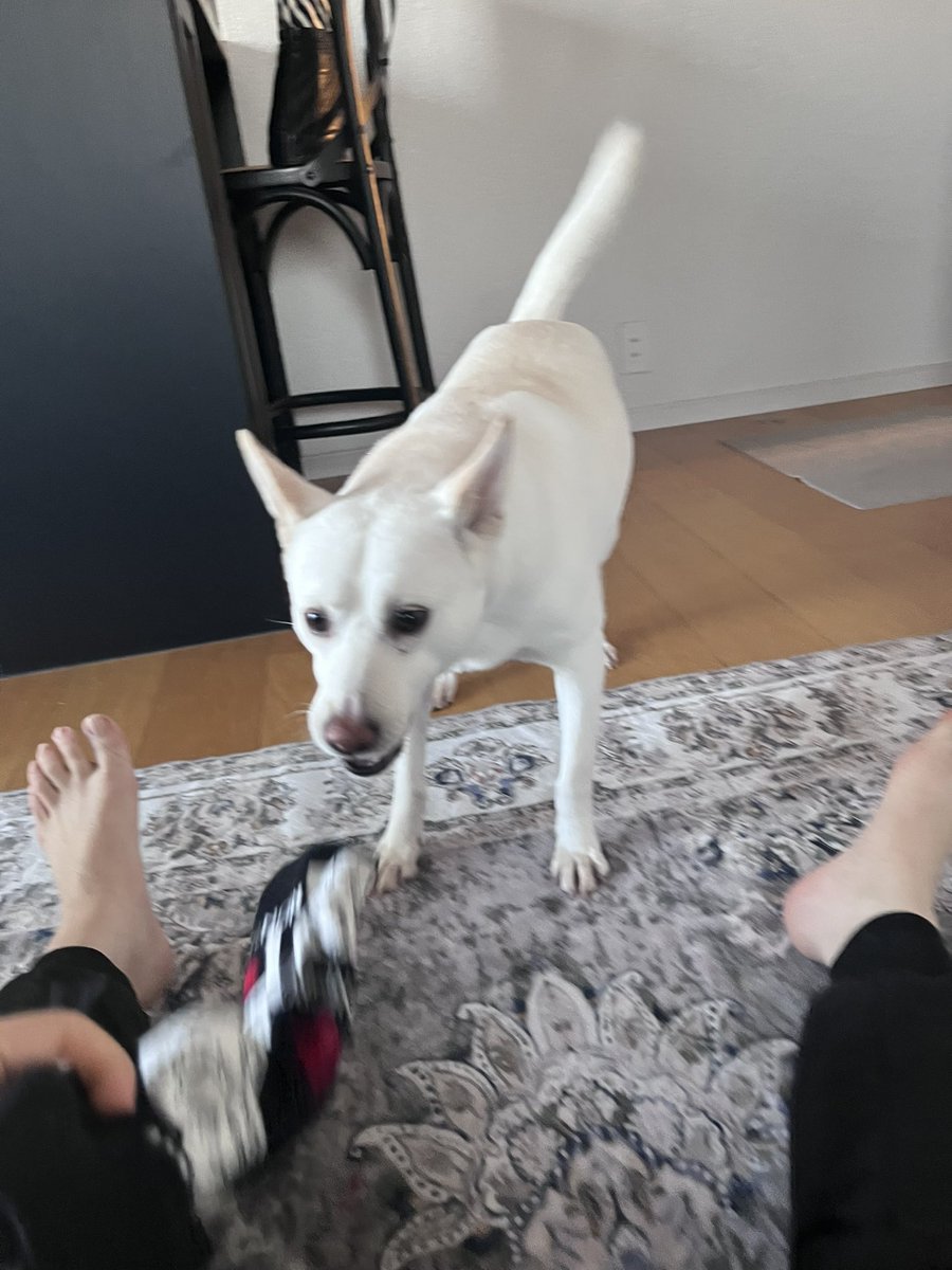 白と黒のいぬ tweet media