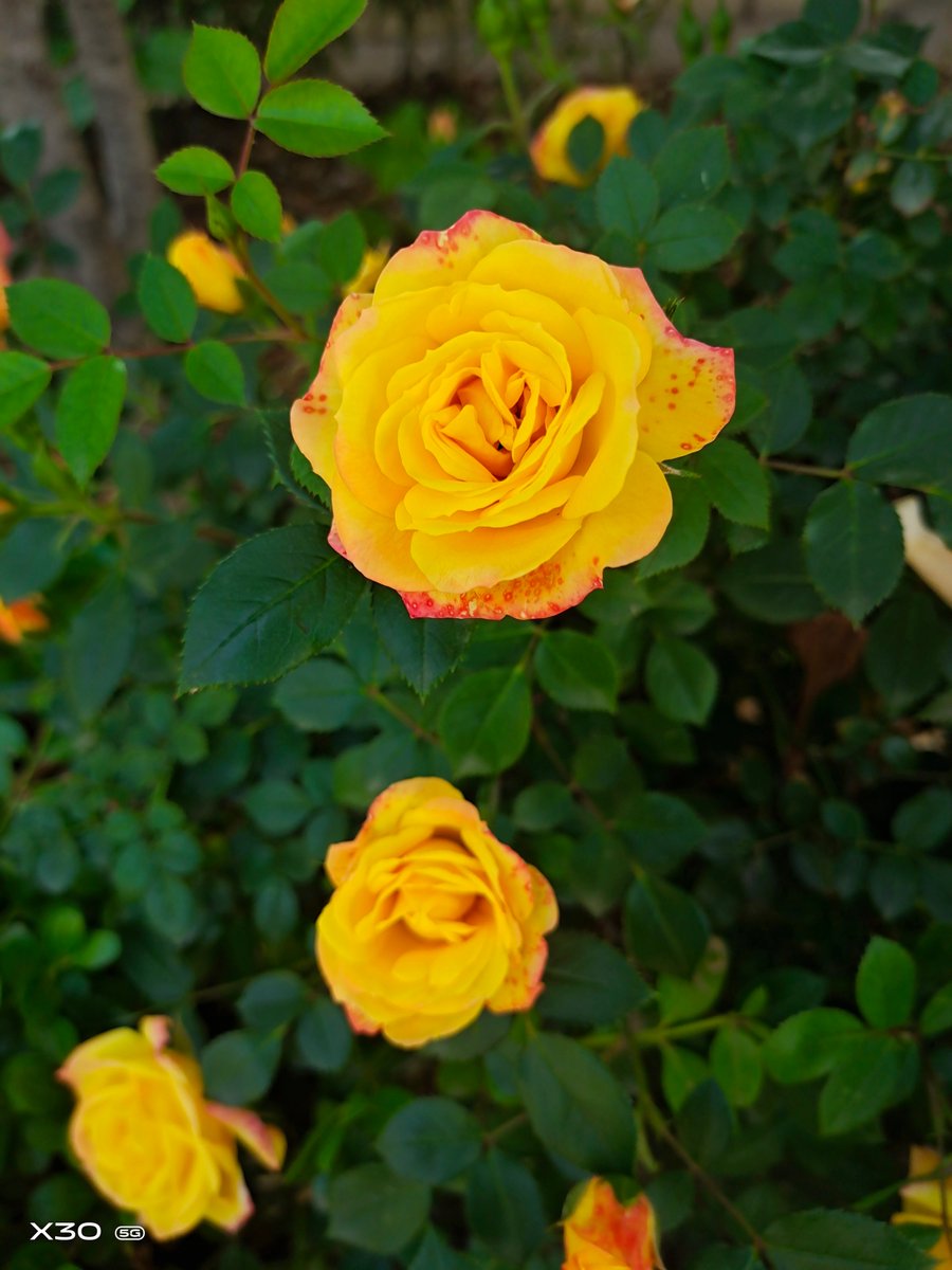 ysaias david vargas  tweet media