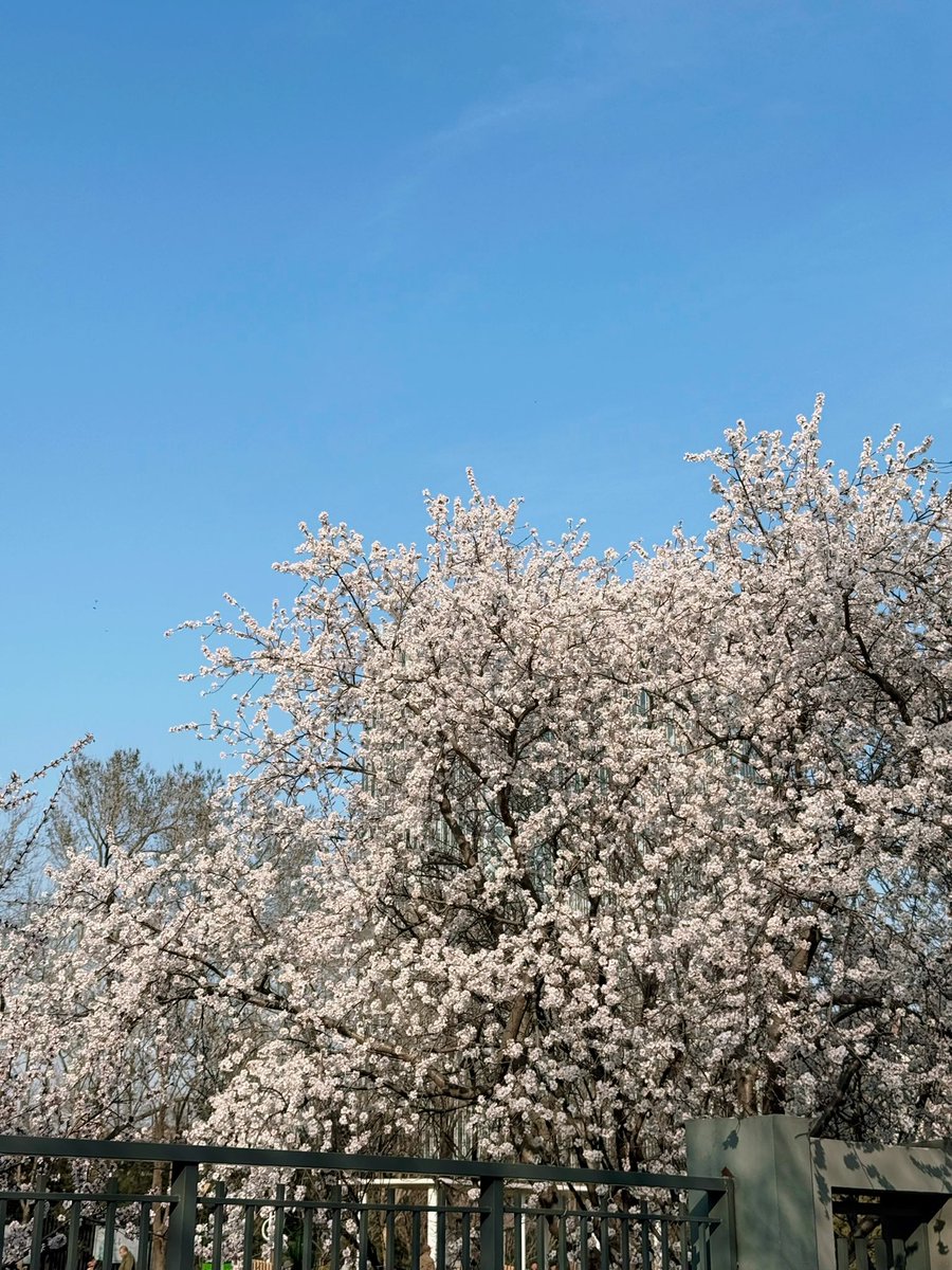 belleciious's tweet photo. ช่วง spring ที่ Beijing คือสวยเลยนะ สวยมาก I🩷beijing  แนะนำให้ปั่นจักรยานค่า~ อากาศดีสุดๆ https://t.co/SxaWUYoVC5