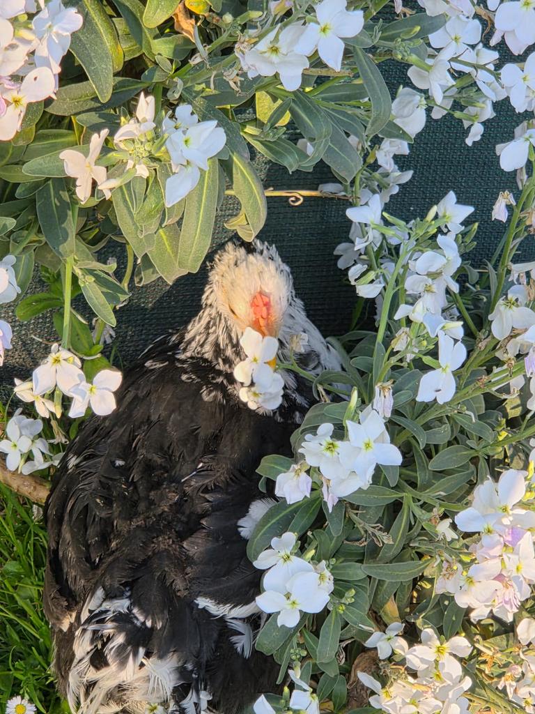 Pablo 'Marhoder' Menéndez tweet media