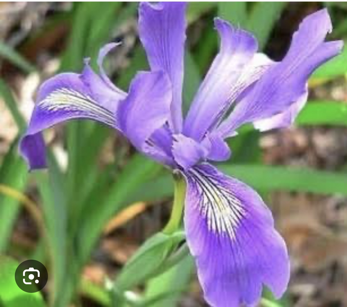 fethigedikli tweet media