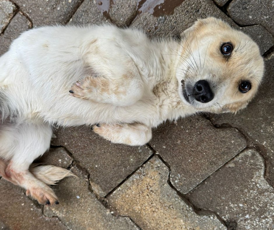Dog Desk Animal Action tweet media