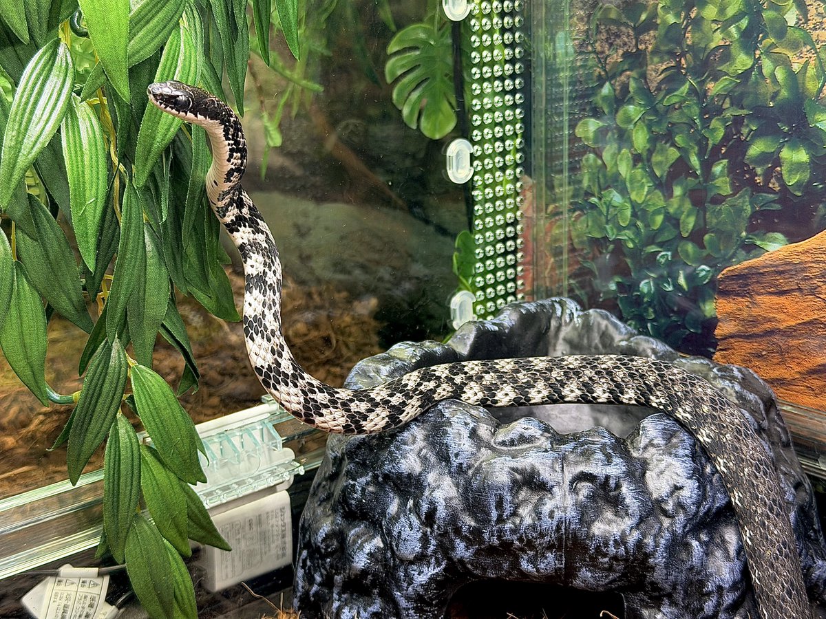 𝕃𝕖𝕠𓃠 tweet media