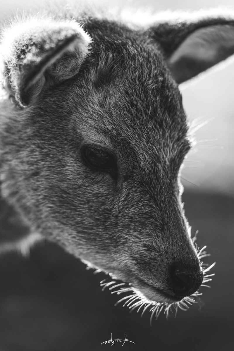 Kenji.H/鹿の人 tweet media