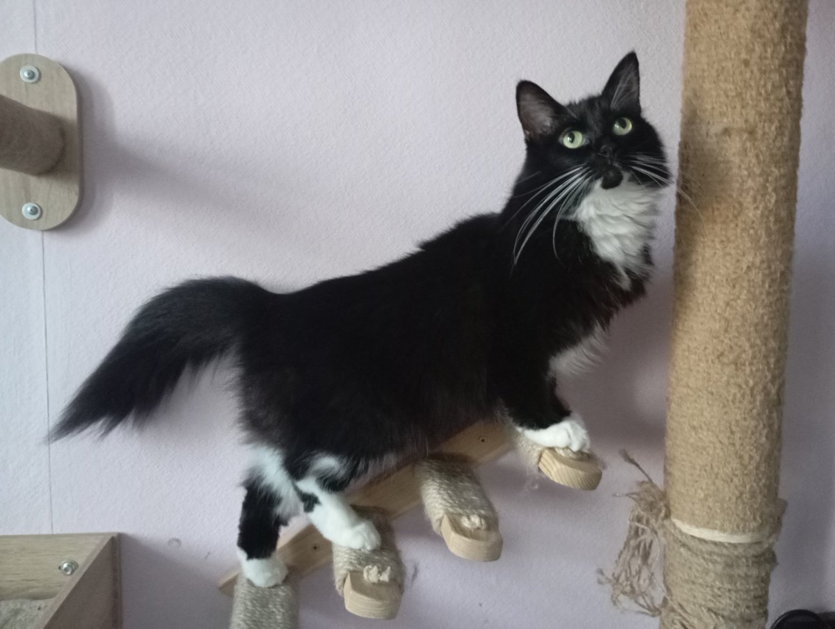 Котоман и кофеман в депрессии tweet media